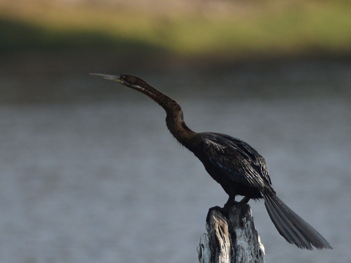 African Darter - ML643851546
