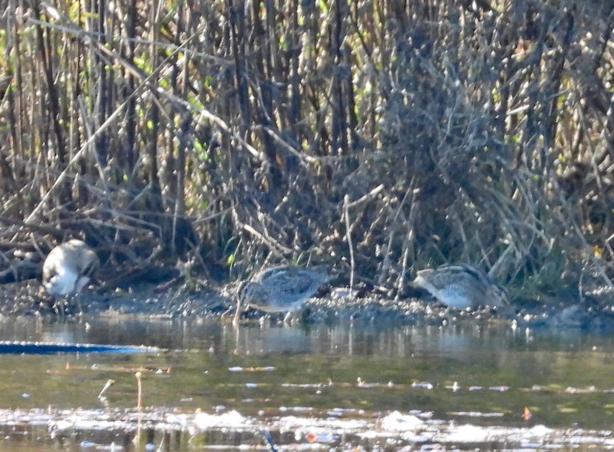 Американский бекас - ML643851557