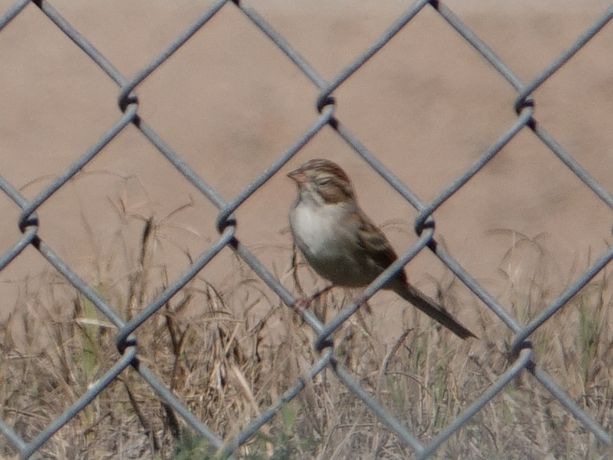 Brewer's Sparrow - ML643851563