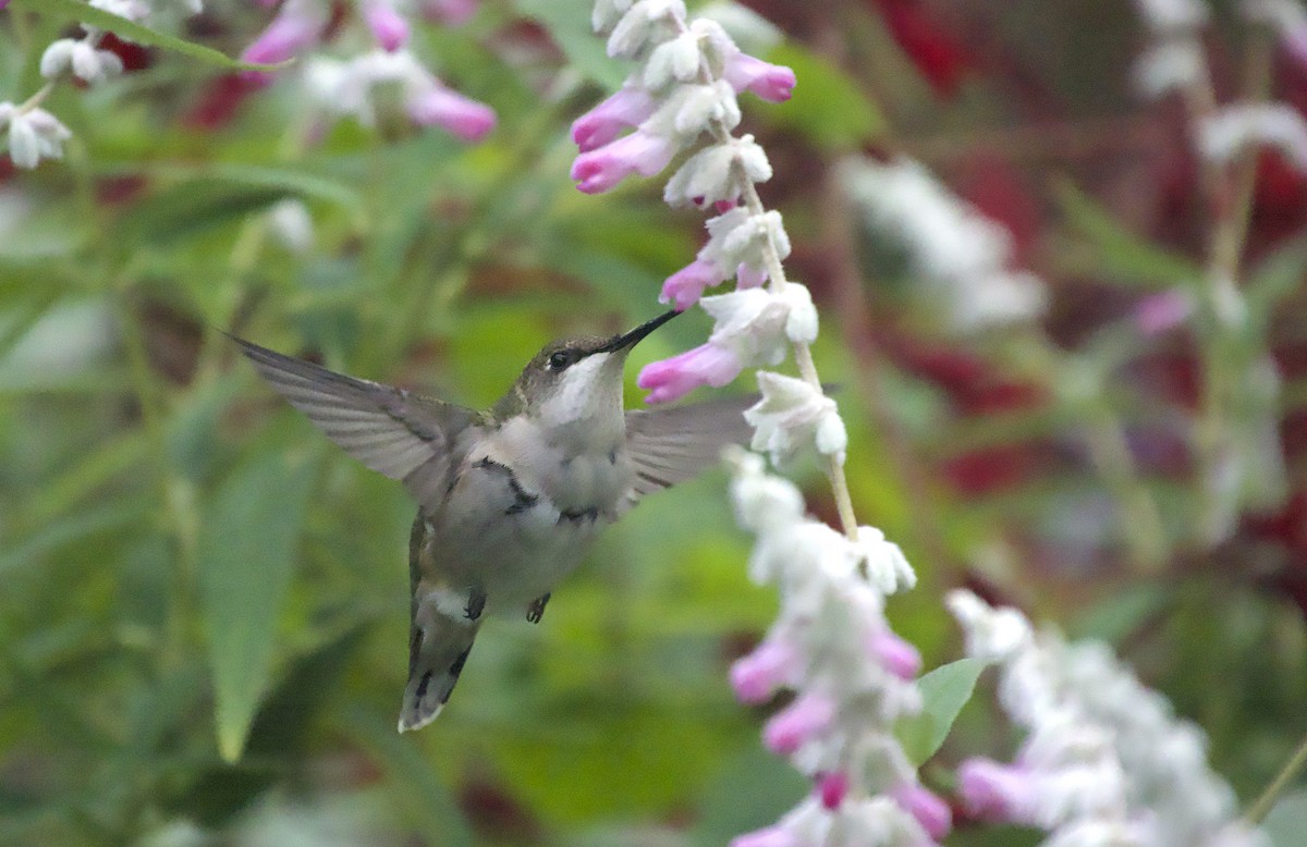 Ruby-throated Hummingbird - ML643851569