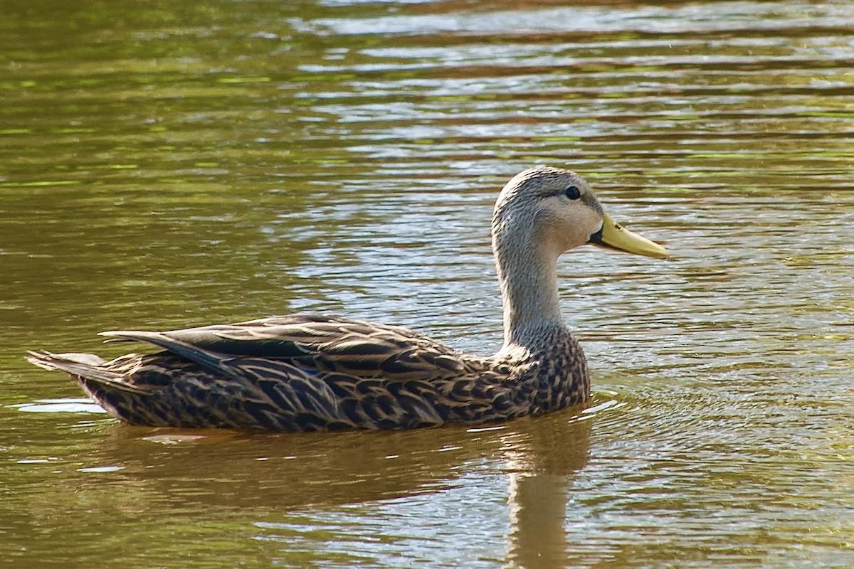 Canard brun - ML643851574
