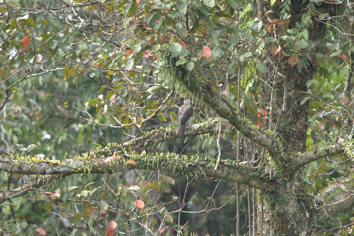 Variable Goshawk - ML643851577