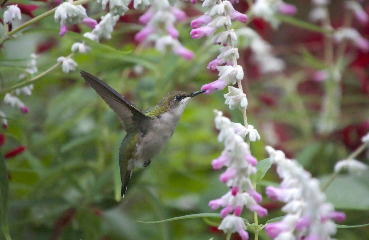 Ruby-throated Hummingbird - ML643851603