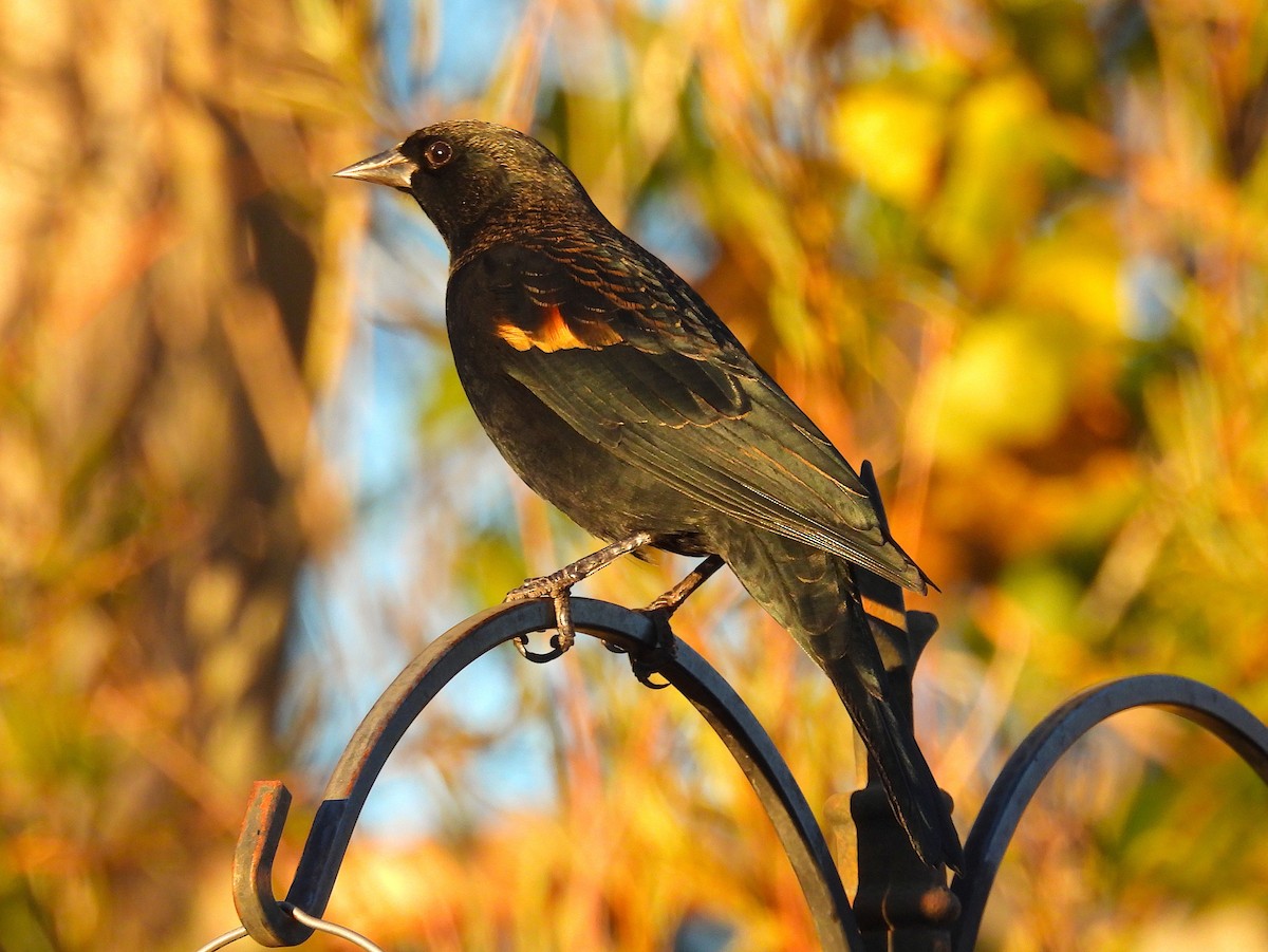 Red-winged Blackbird - ML643851609