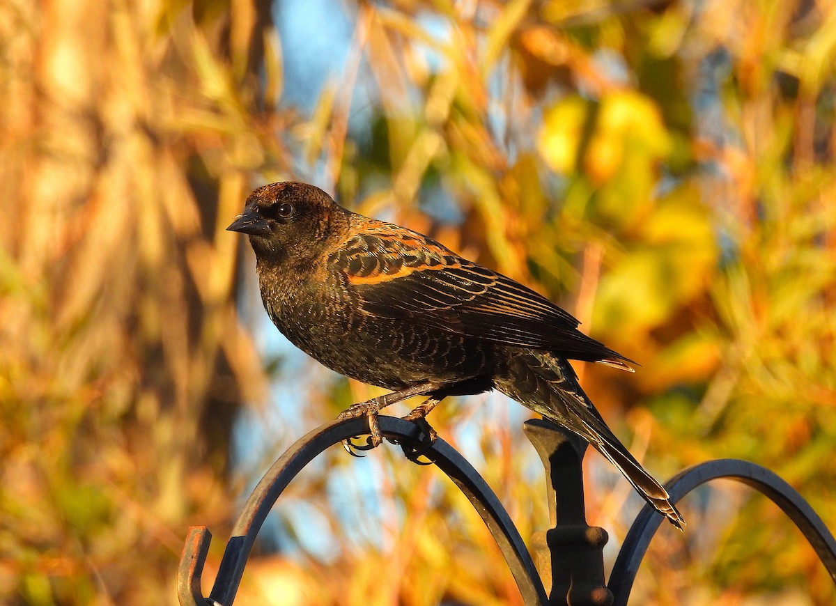 Red-winged Blackbird - ML643851613
