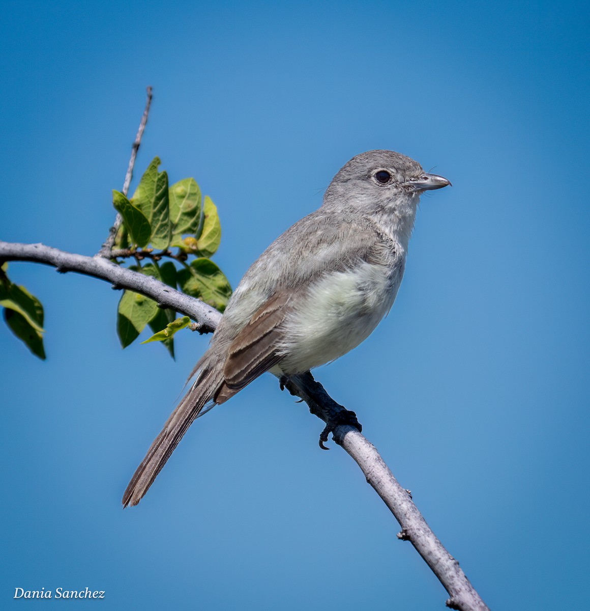 gråvireo - ML643851614