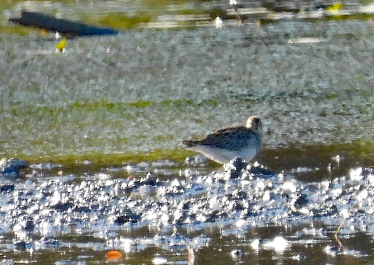 Graubrust-Strandläufer - ML643851616