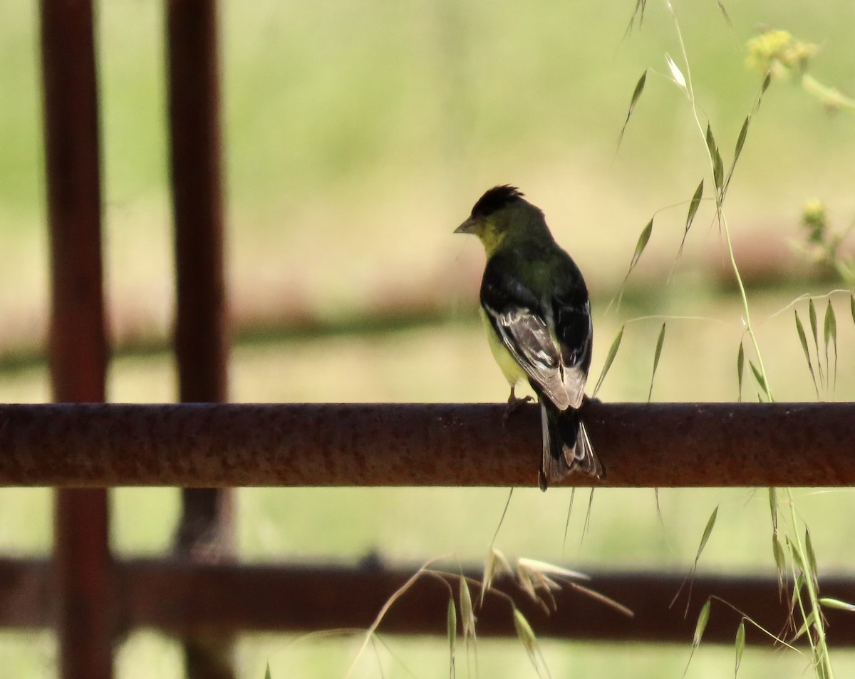 Lesser Goldfinch - ML643851617