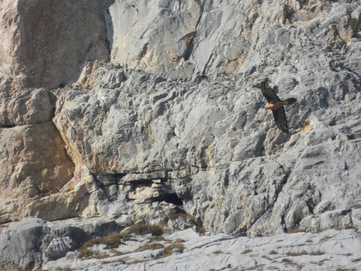 Bearded Vulture - ML643851625