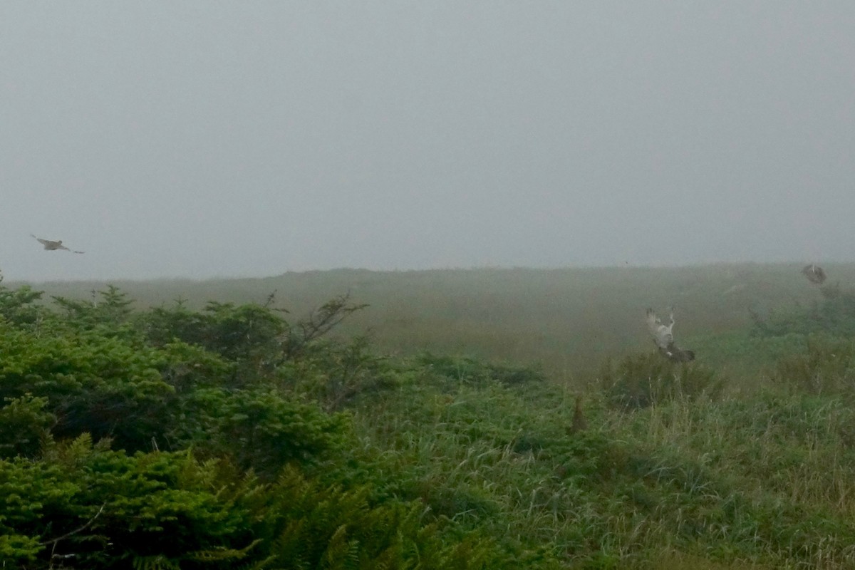 Willow Ptarmigan - ML643851641