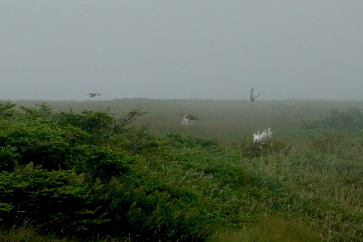 Willow Ptarmigan - ML643851642