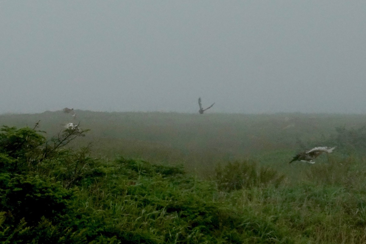 Willow Ptarmigan - ML643851647