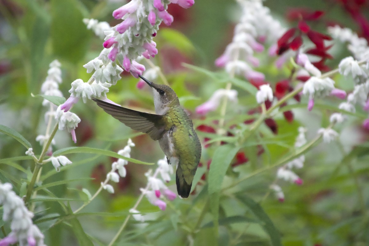 Ruby-throated Hummingbird - ML643851648