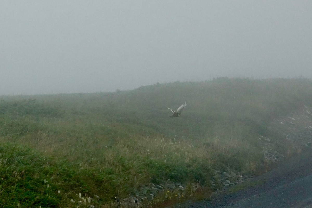 Willow Ptarmigan - ML643851652