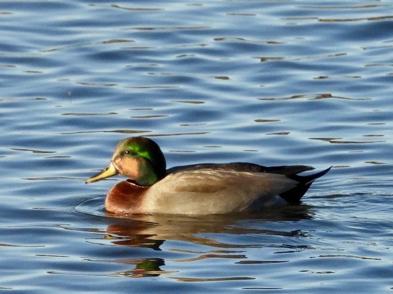 Gadwall x Mallard (hybrid) - ML643851656