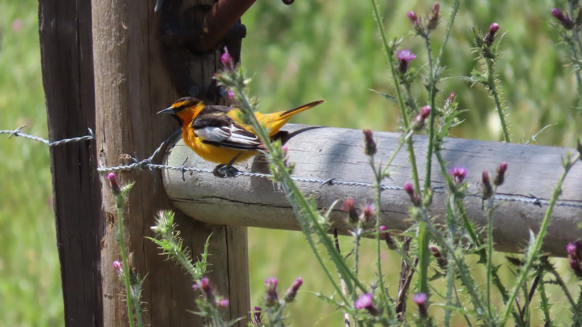 Bullock's Oriole - ML643851658