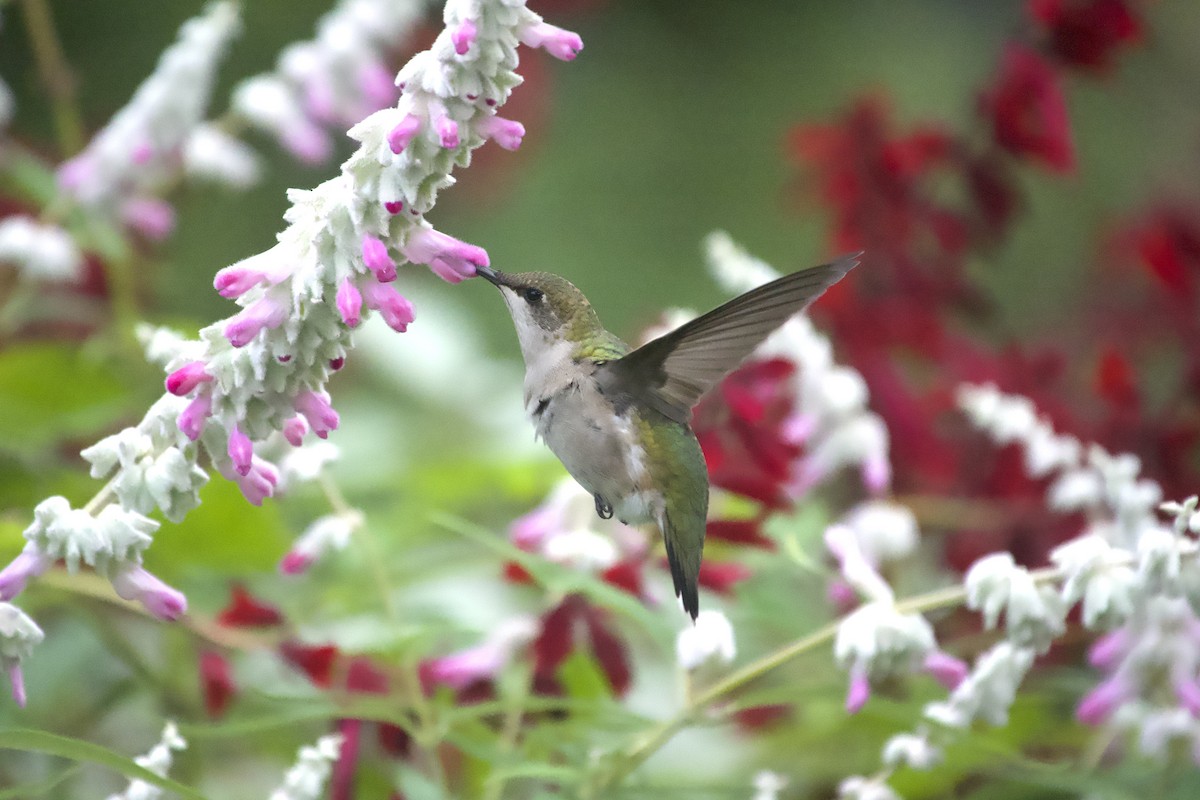 Ruby-throated Hummingbird - ML643851678