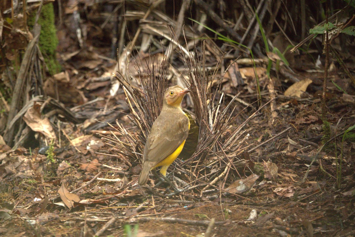 Flame Bowerbird - ML643851683