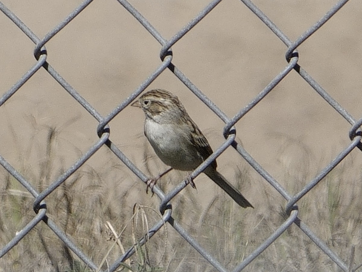 Brewer's Sparrow - ML643851686