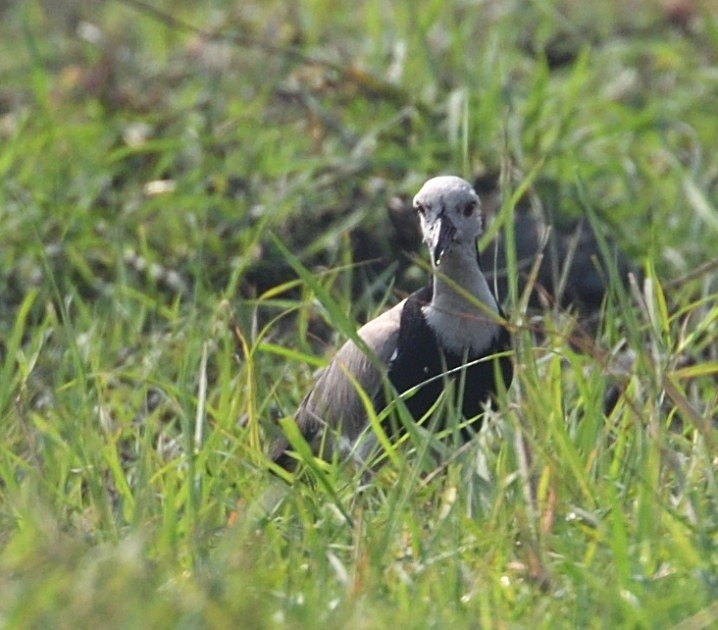 Long-toed Lapwing - ML643851688