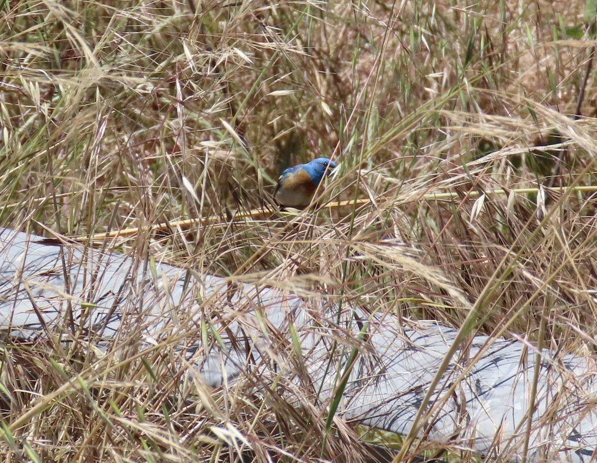 Lazuli Bunting - ML643851694