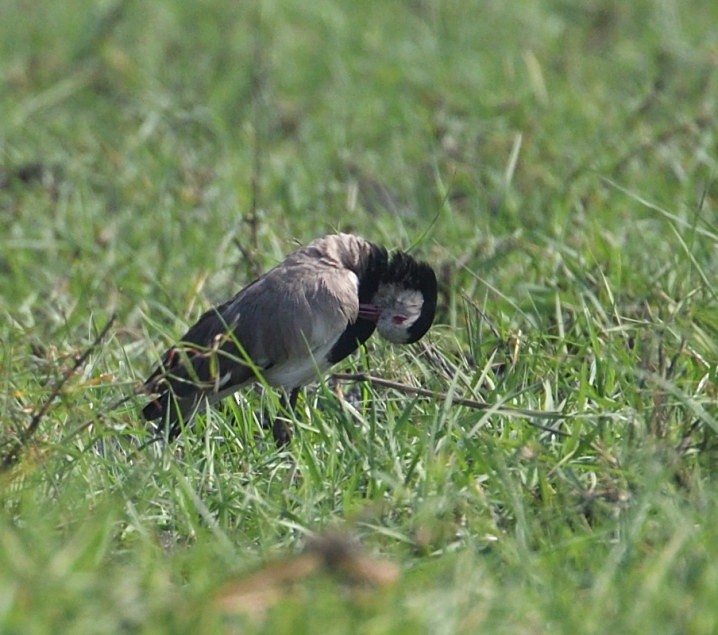 Long-toed Lapwing - ML643851695