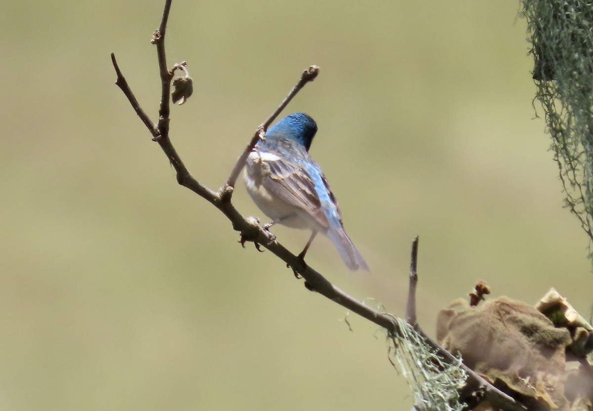 Lazuli Bunting - ML643851698