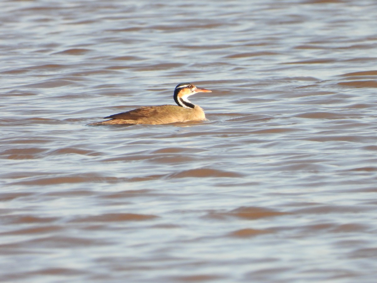 Sungrebe - ML643851699