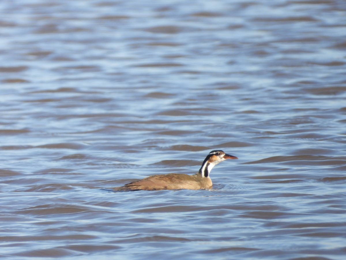 Sungrebe - ML643851700