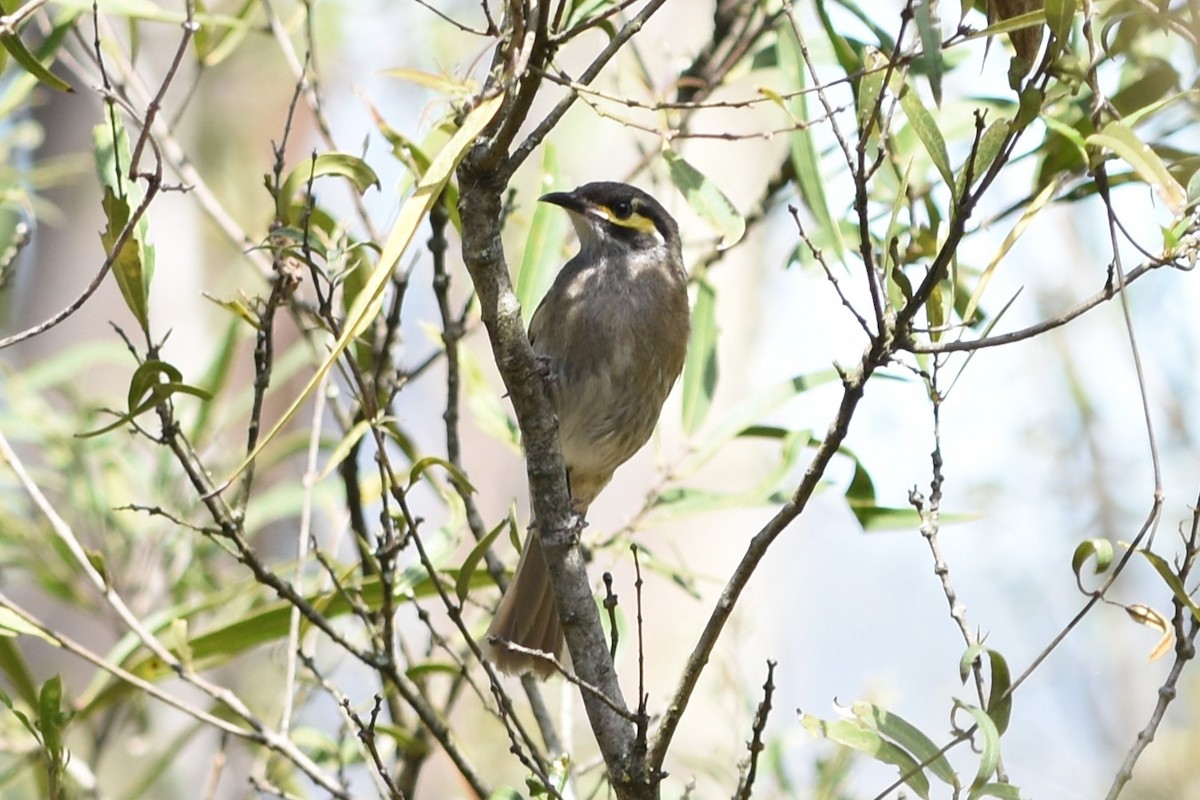 Yellow-faced Honeyeater - ML643851709