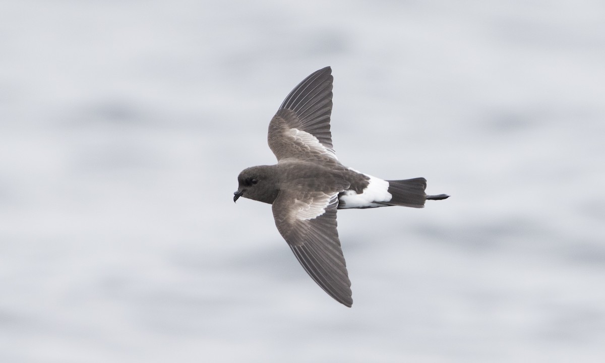 Wilson's Storm-Petrel (Fuegian) - Brian Sullivan