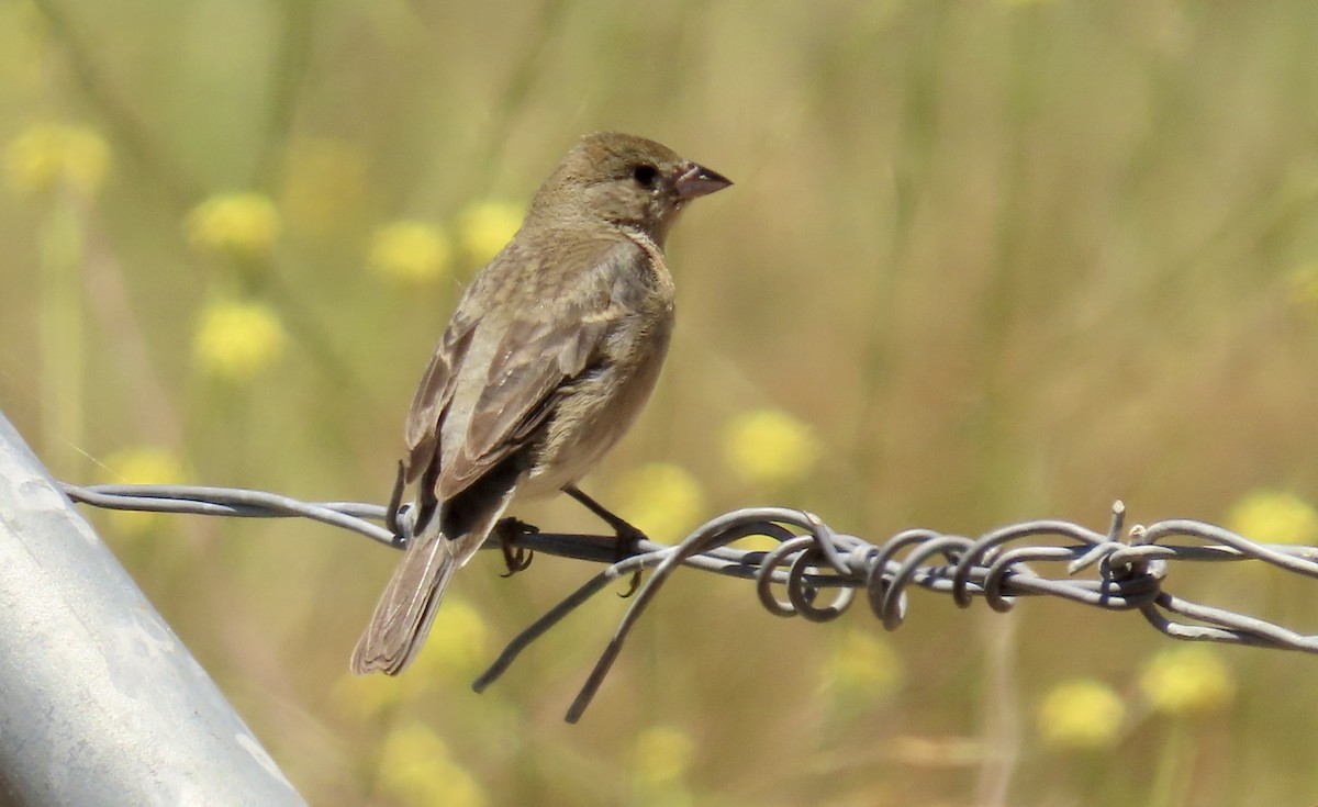 Lazuli Bunting - ML643851721