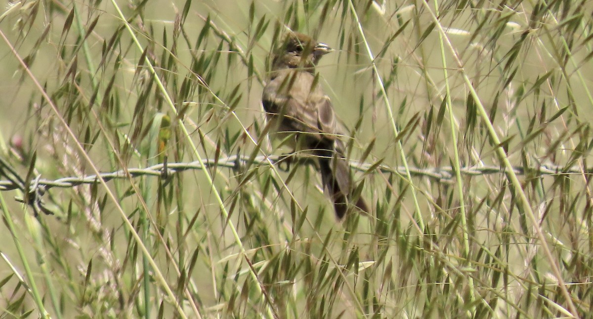 Lazuli Bunting - ML643851727