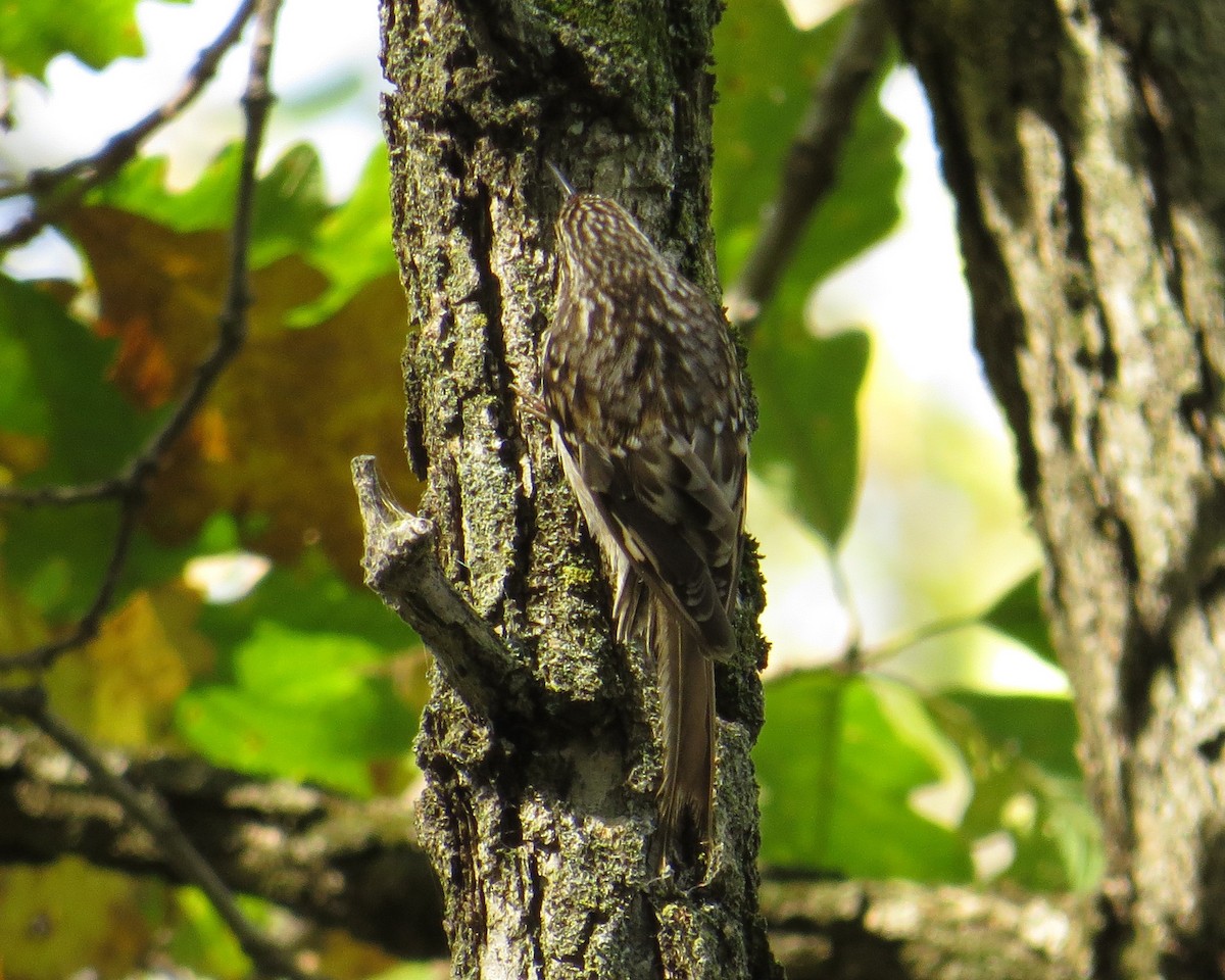 Brown Creeper - ML643851736