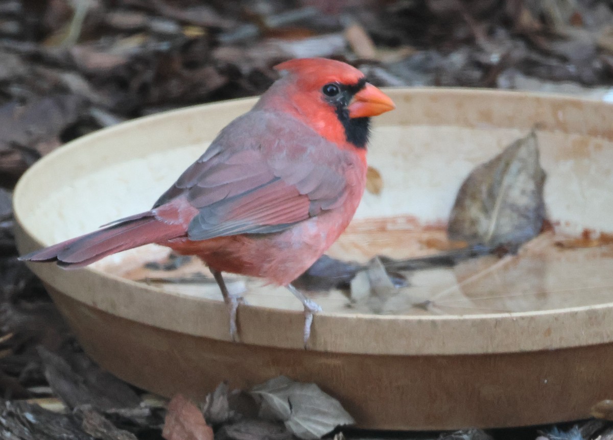 Cardinal rouge - ML643851739
