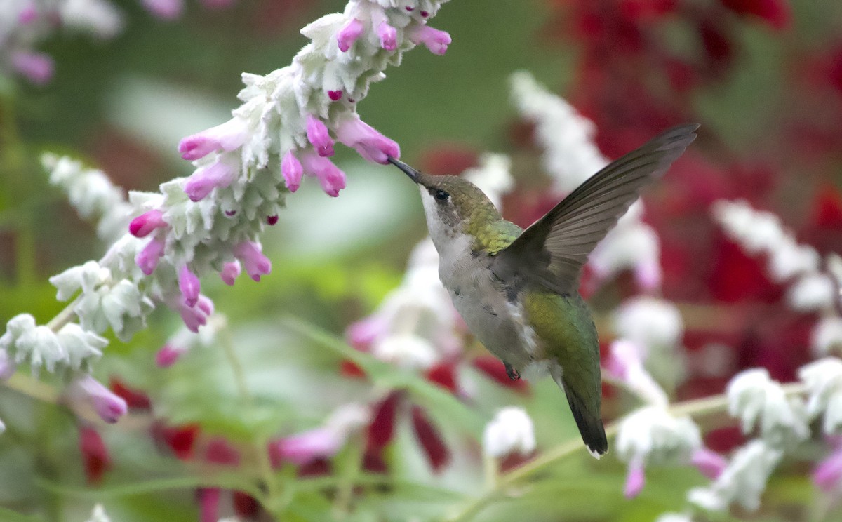 Ruby-throated Hummingbird - ML643851741
