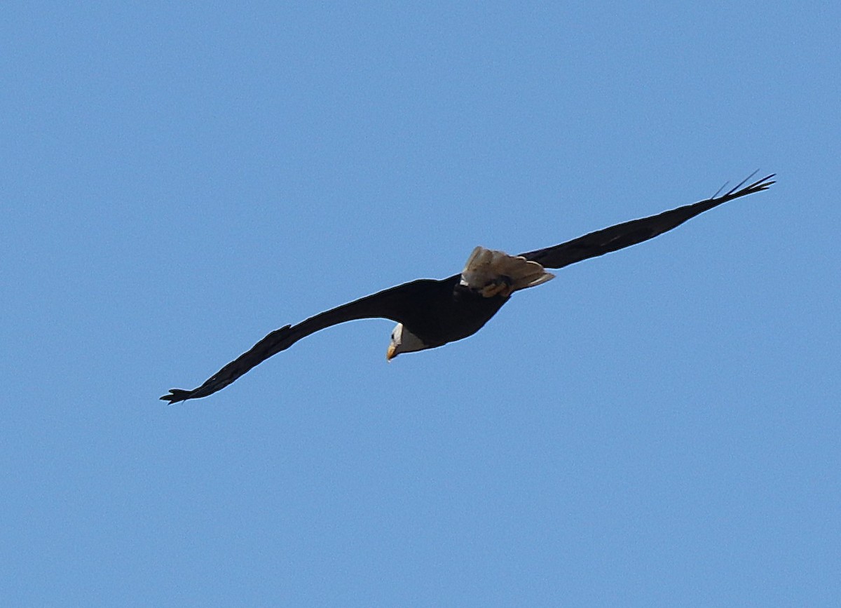 Bald Eagle - ML643851751