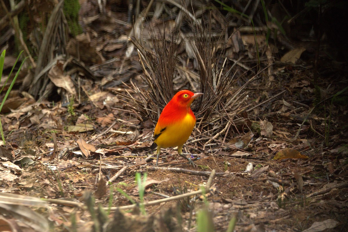 Flame Bowerbird - ML643851758