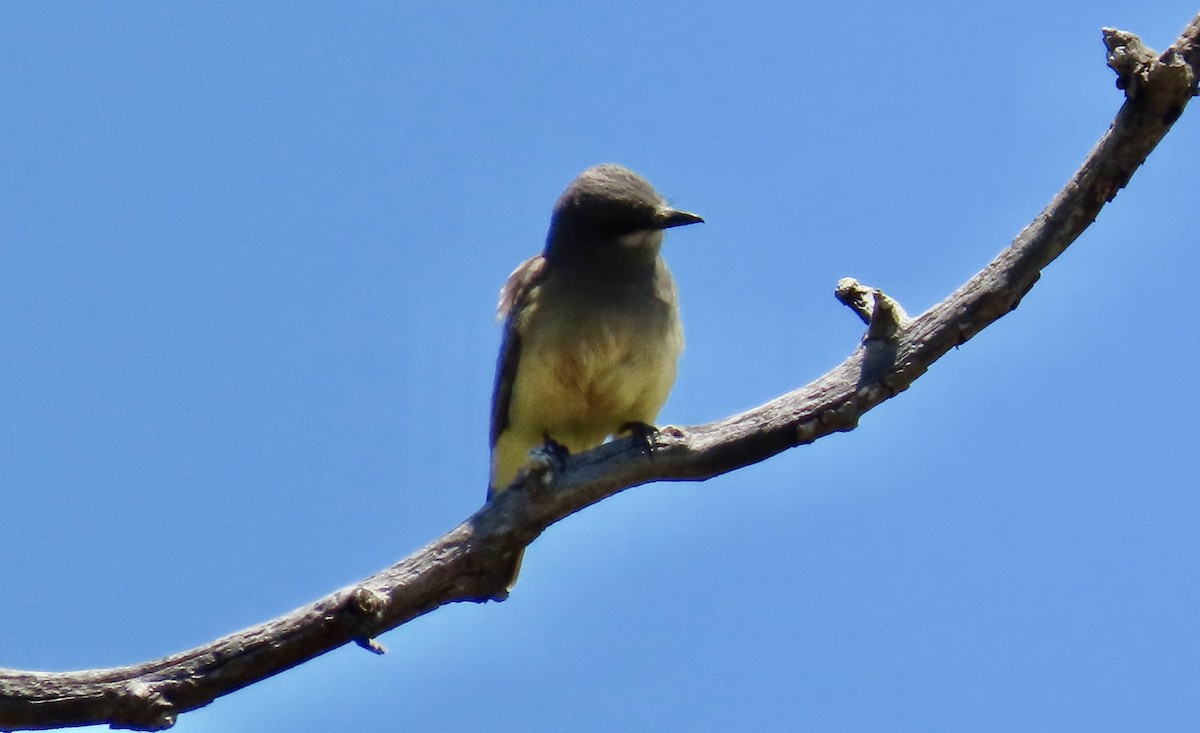 Cassin's Kingbird - ML643851780