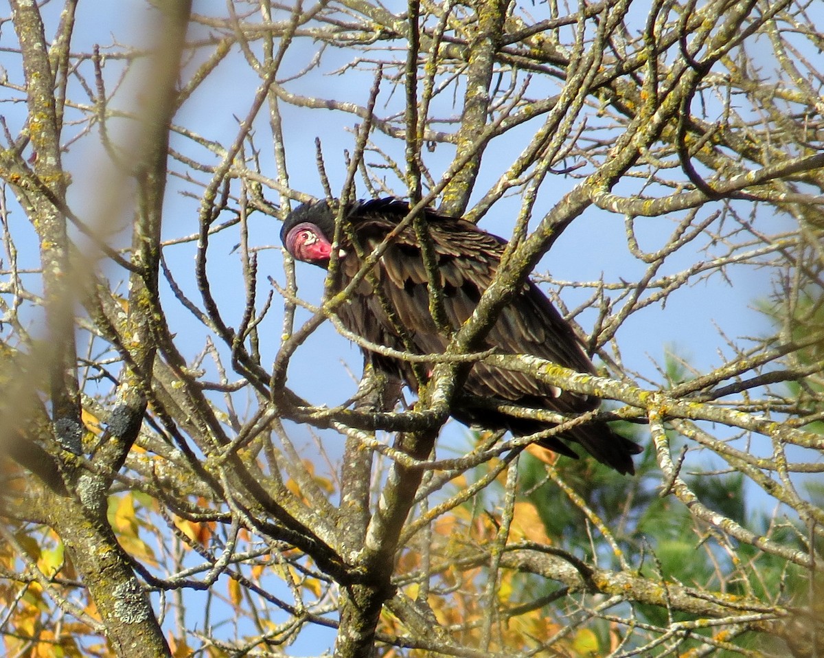 Turkey Vulture - ML643851784