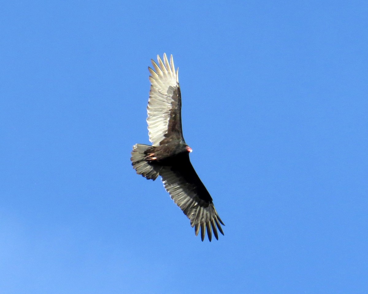 Turkey Vulture - ML643851788