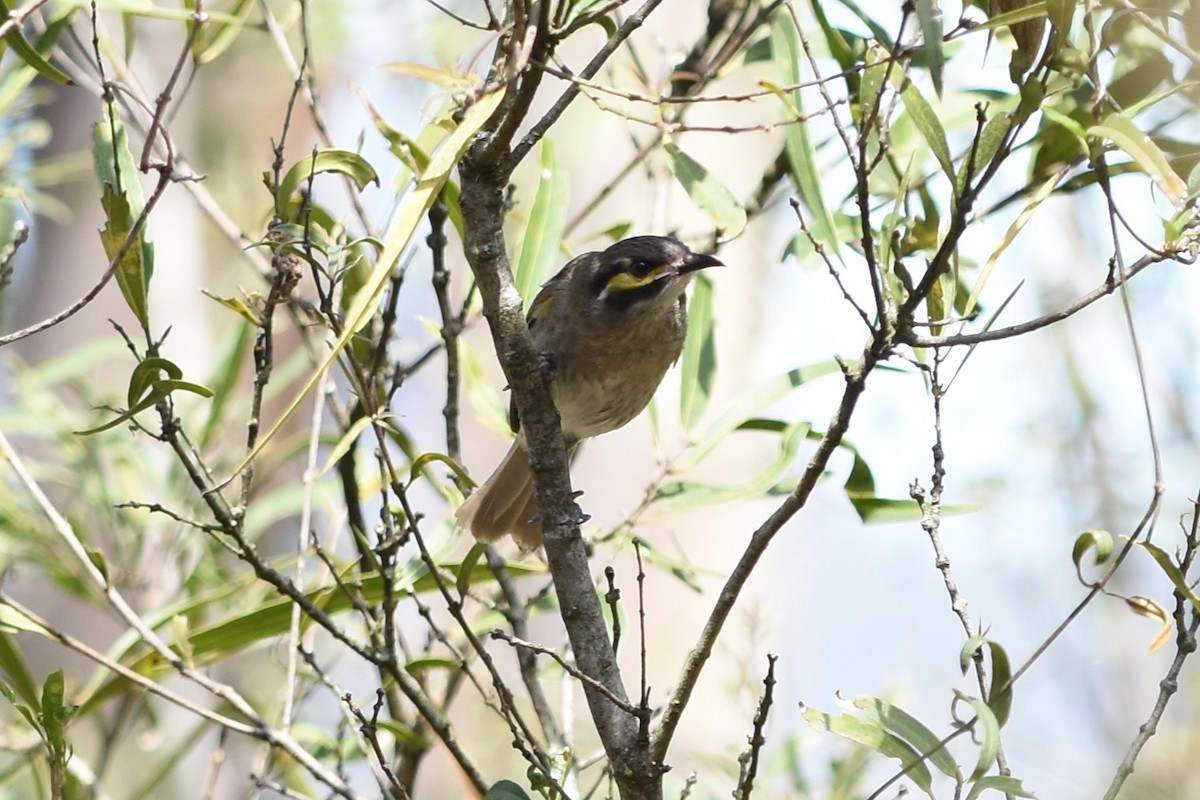 Yellow-faced Honeyeater - ML643851817