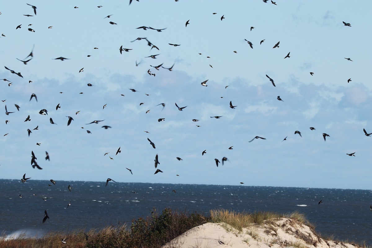 Tree Swallow - ML643851819