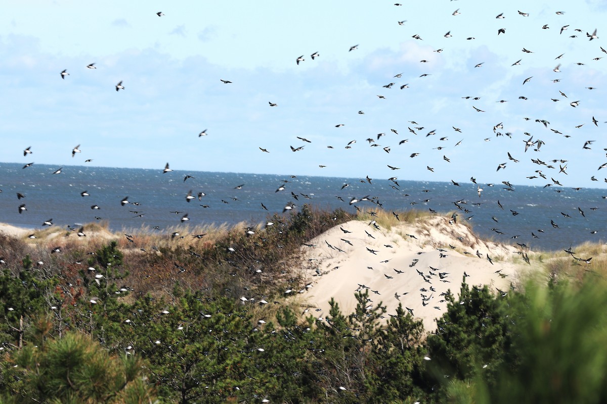Tree Swallow - ML643851820