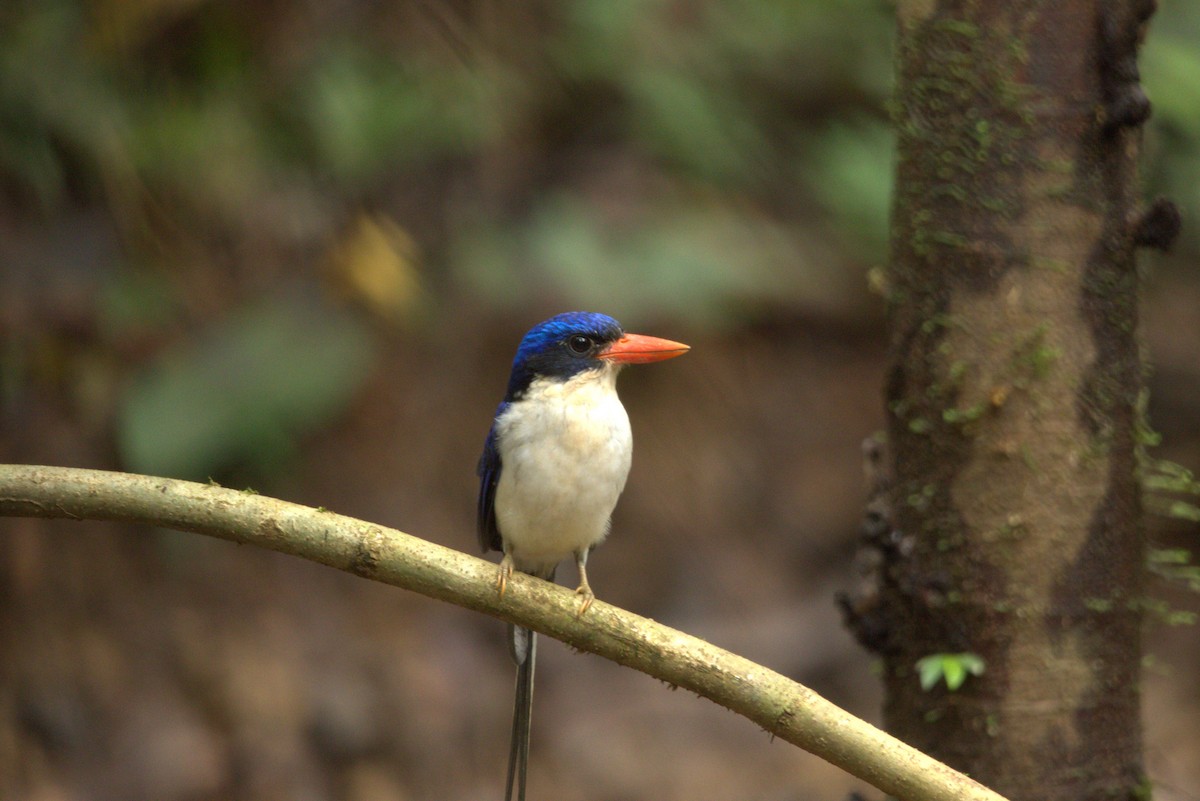 Little Paradise-Kingfisher - ML643851823