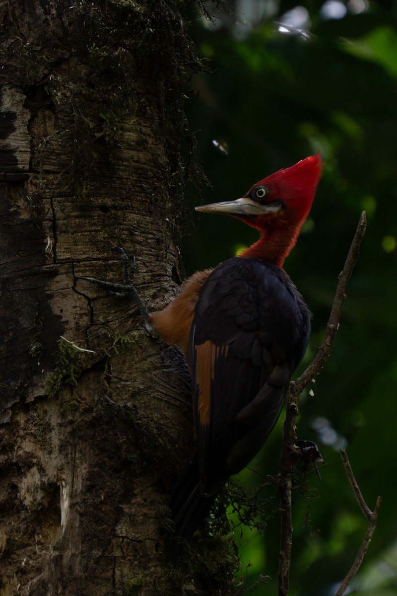 Красношейный дятел - ML643851825