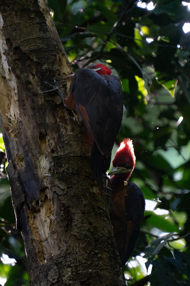 Красношейный дятел - ML643851826