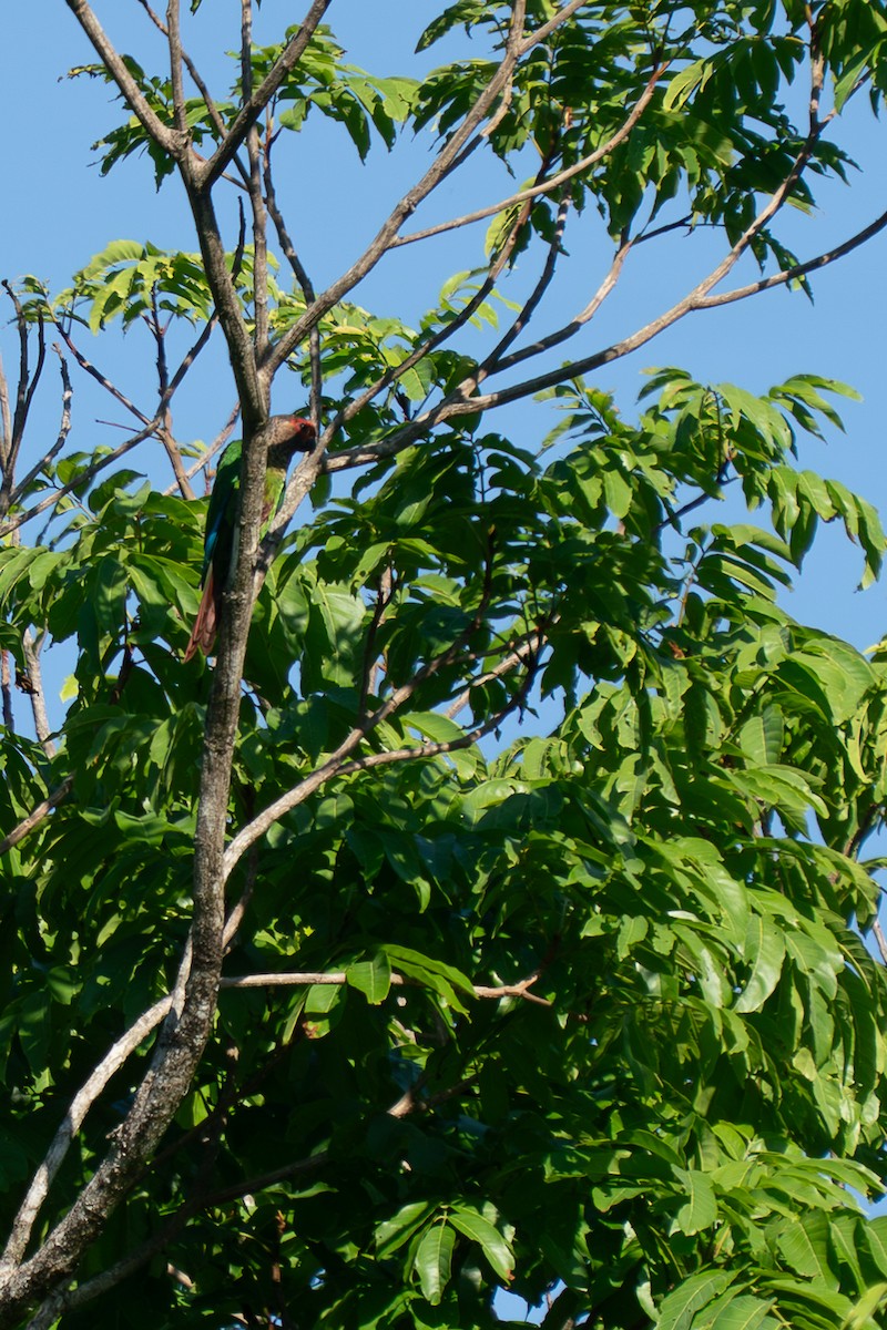 Rose-fronted Parakeet - ML643851834