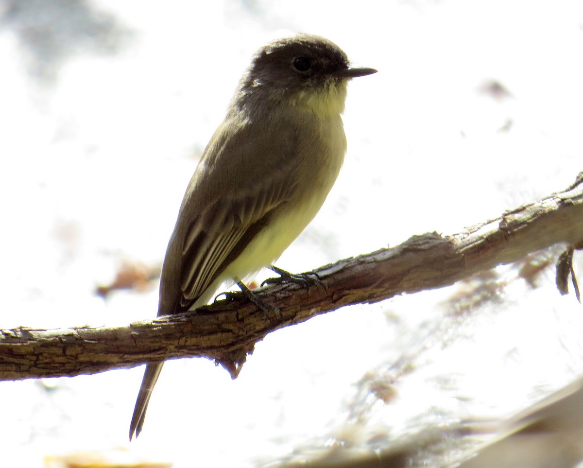 Eastern Phoebe - ML643851839