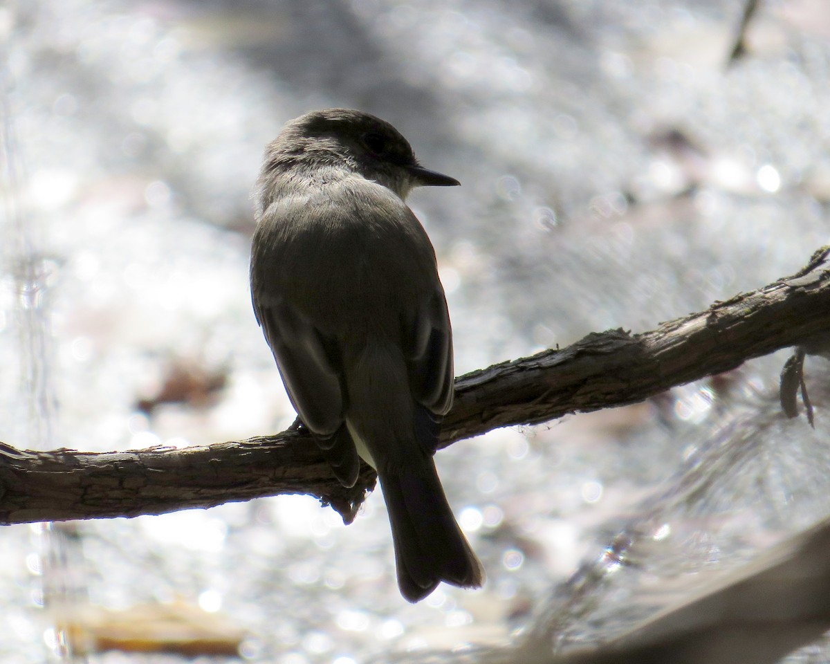 Eastern Phoebe - ML643851840